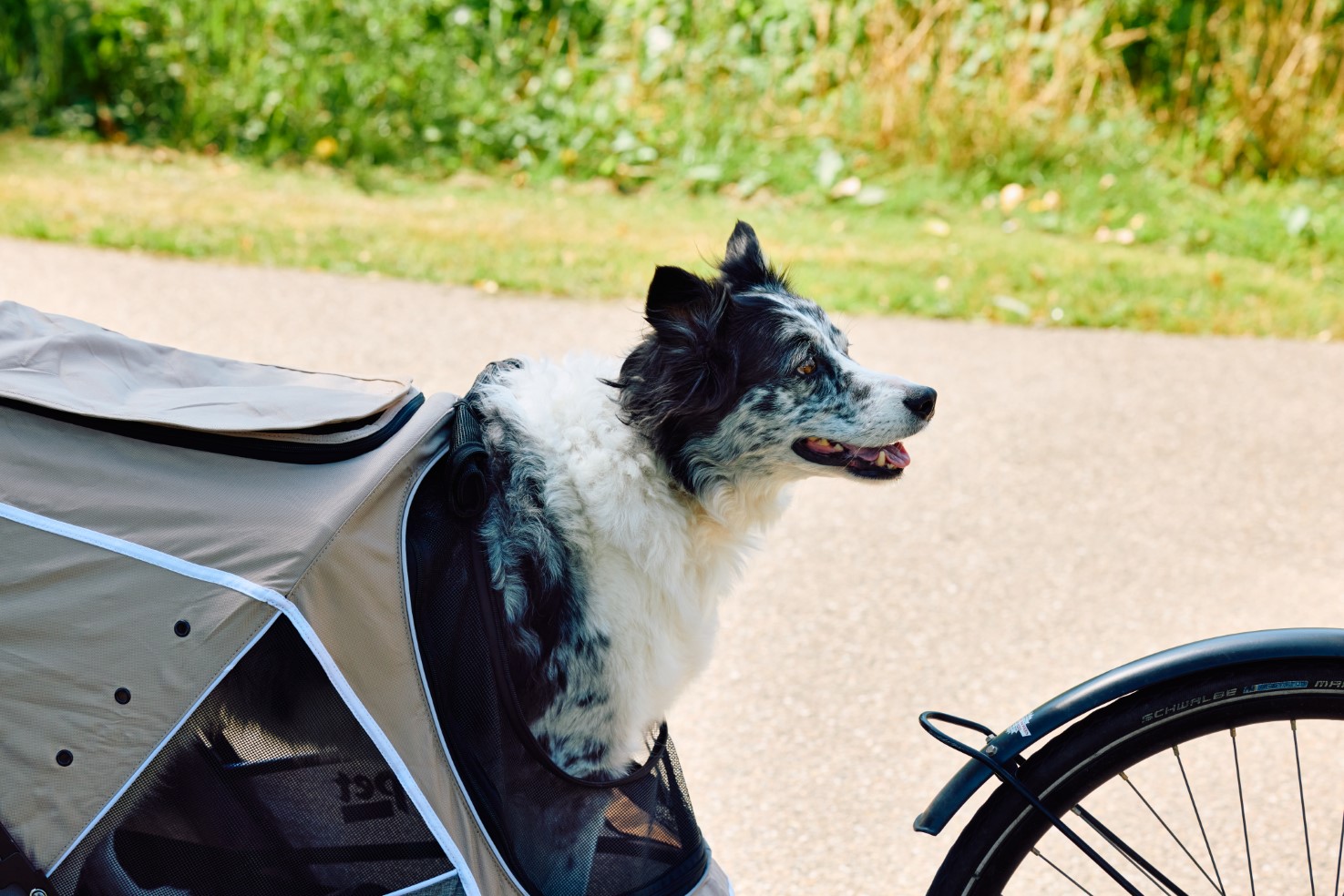 innopet - chariot pour chien - ouverture