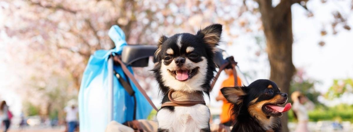 Les critères de choix d'une poussette sûre pour votre chien