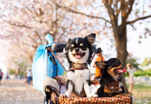 Les critères de choix d'une poussette sûre pour votre chien