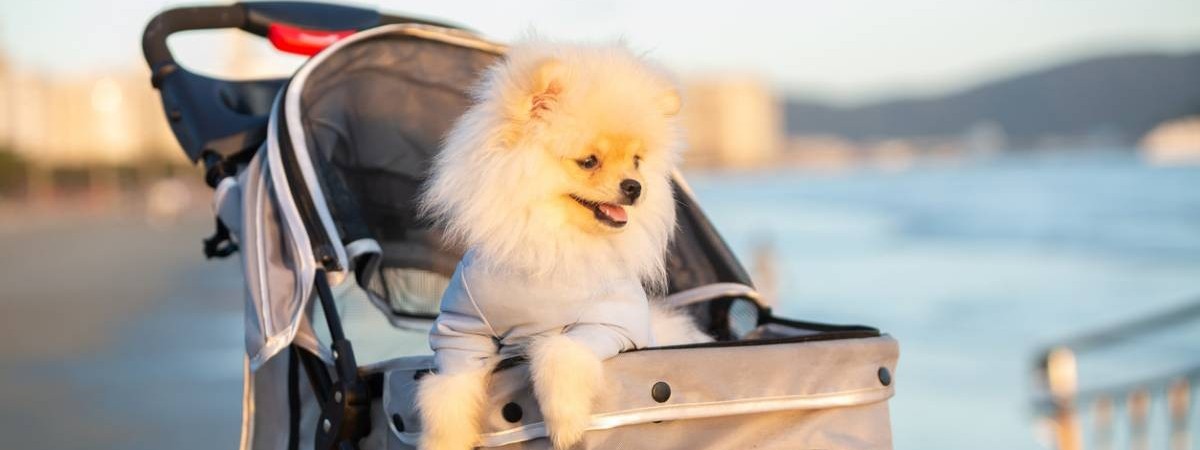 Pourquoi mettre un chien dans une poussette ?