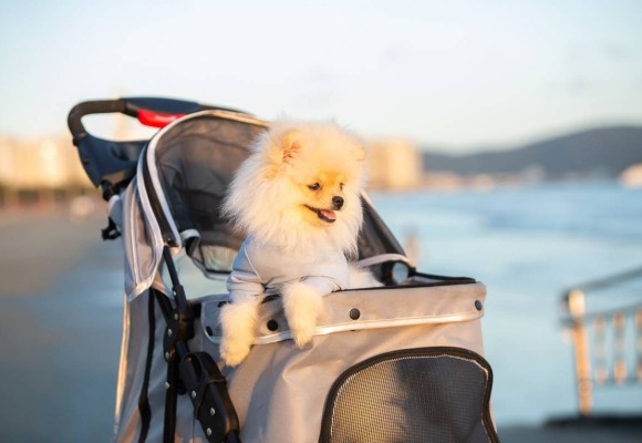 Pourquoi mettre un chien dans une poussette ?